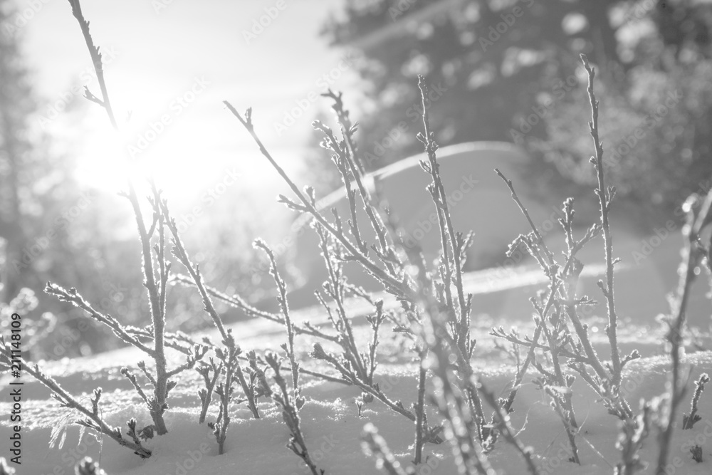 Fototapeta premium Kwiat