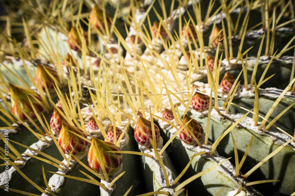 Naklejka premium Cactus Macro