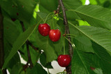 sweet cherry on the tree branch close up 