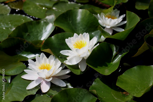 Bright white water lillies blooming. Flower background in natural environment