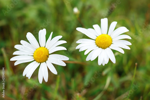 Close up of two chamomile flowers