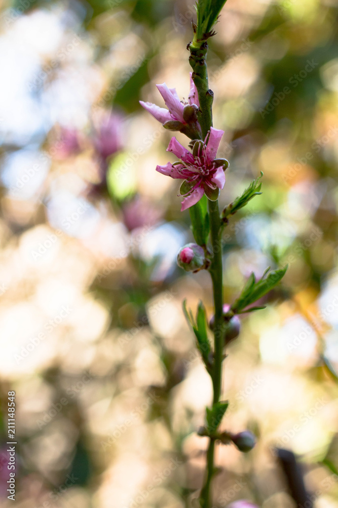 Fototapeta premium Flowers