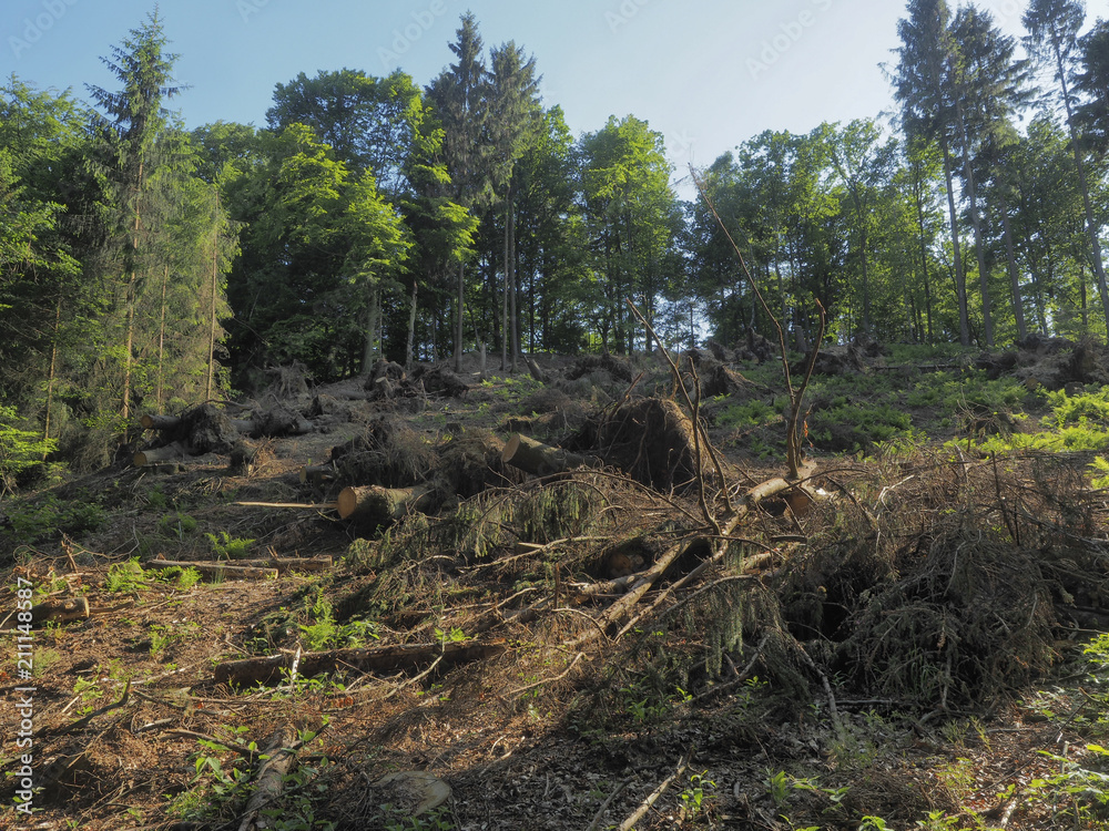 Wald im Frühjahr nach winterlichen Sturmschäden Wald im Frühjahr nach winterlichen Sturmschäden