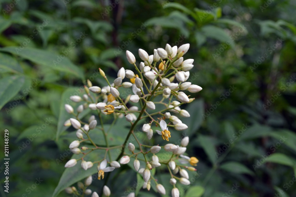 white - yellow flowers of the holy bamboo (nandina domestica, berberidaceae)