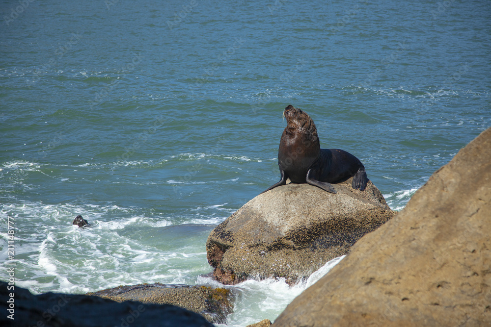 Fototapeta premium seal