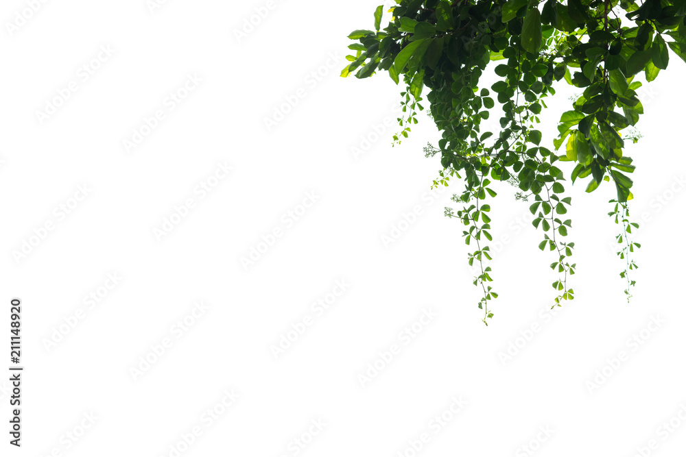 Fototapeta premium Green leaves tree on isolated background make for frame product concept.