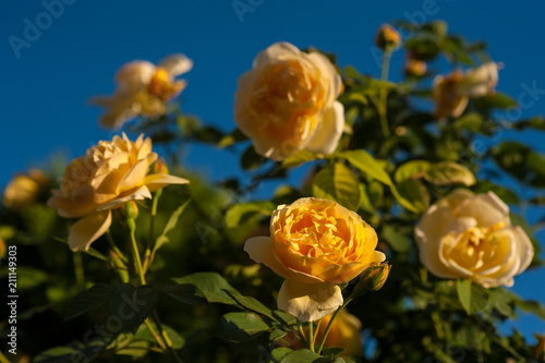 Yellow roses on a bush in a summer garden. Close-up of garden rose in the summer sunny day.