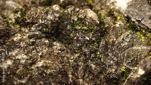 Macro spring ants Lasius alienus running on the bark of a beech tree in early spring in the foothills of the Caucasus photo