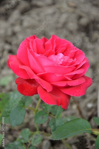 Rosenblüte - Rote Rose blüht im Blumenbeet 