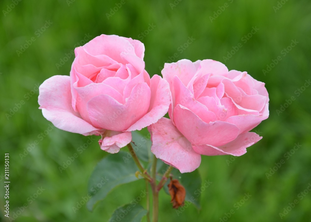 Rosenblüte - Rosen blühen rosa im Garten