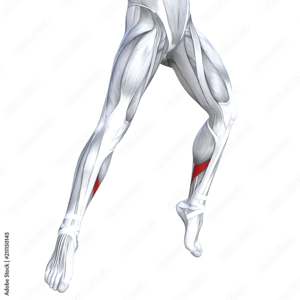 Concept conceptual 3D illustration fit strong front lower leg human anatomy, anatomical muscle isolated white background for body medical health tendon foot and biological gym fitness muscular system Concept conceptual 3D illustration fit strong front lower leg human anatomy, anatomical muscle isolated white background for body medical health tendon foot and biological gym fitness muscular system