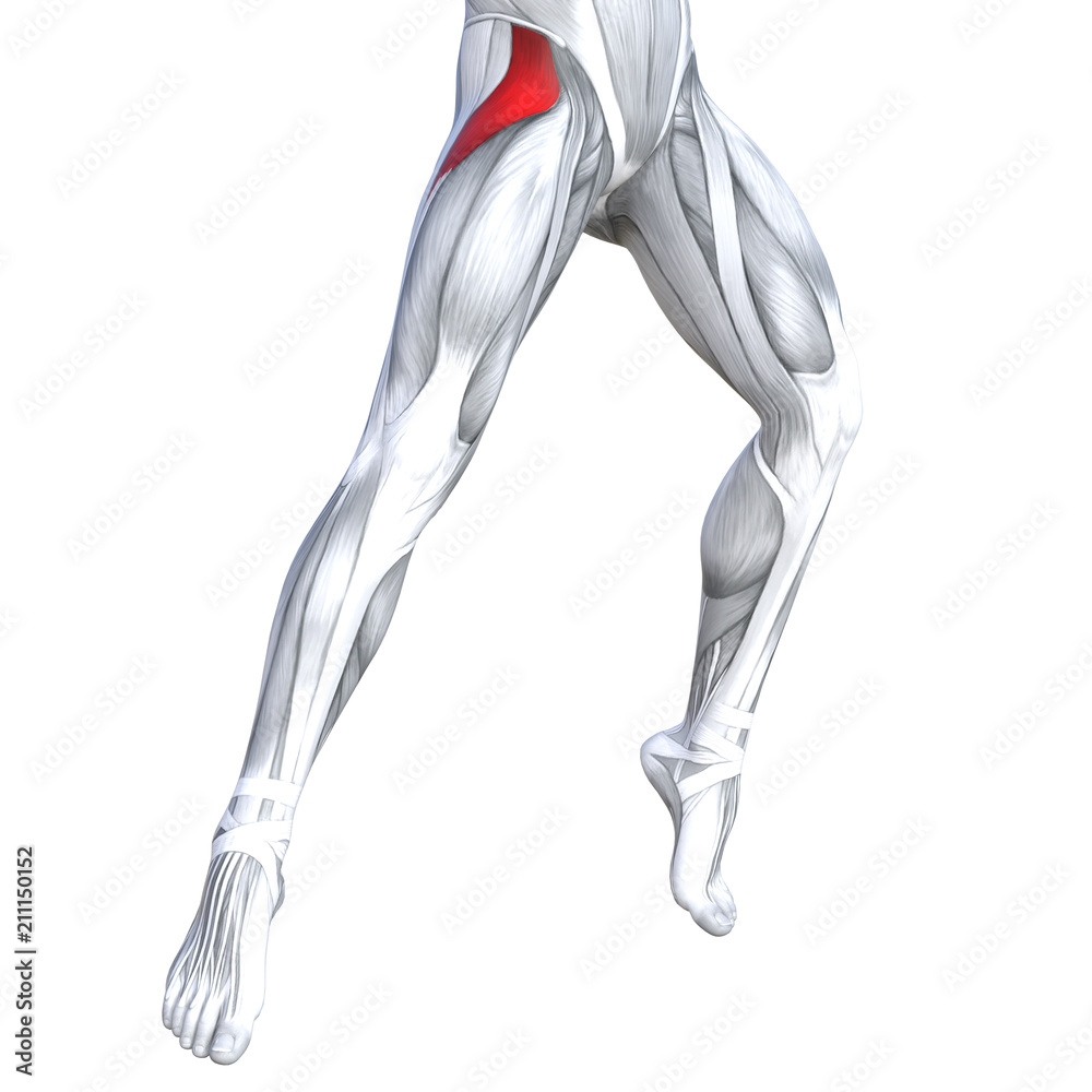 Concept conceptual 3D illustration fit strong front upper leg human anatomy, anatomical muscle isolated white background for body medical health tendon foot and biological gym fitness muscular system Concept conceptual 3D illustration fit strong front upper leg human anatomy, anatomical muscle isolated white background for body medical health tendon foot and biological gym fitness muscular system