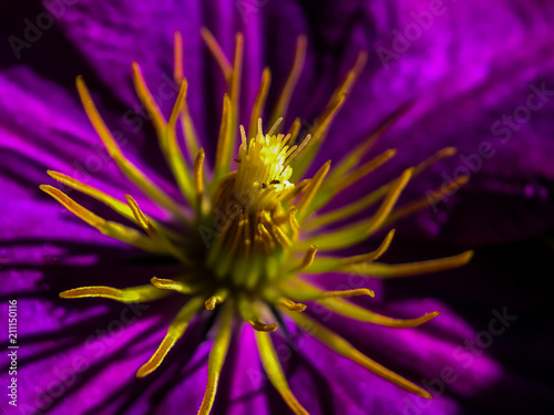 Macro shot of pistil and stamen from a purple flower