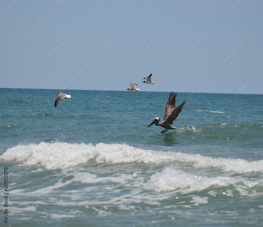 Pelican and seagulls