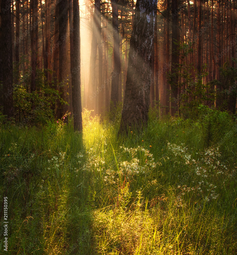 Walk in the forest. Morning. Sun rays. Landscape.