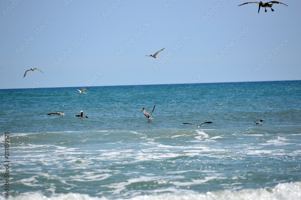 Pelican and seagulls