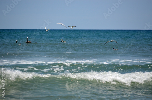 Pelican and seagulls