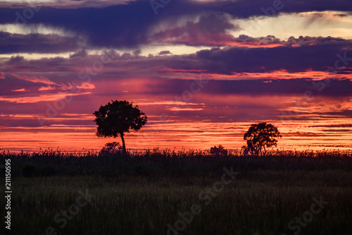 Botswana landscape view of trees and sky ready to rain at Kalahari desert, southern Africa. photo