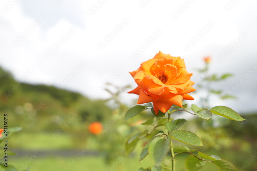 Fototapeta premium Flower