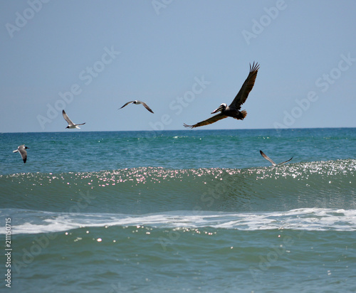 Pelican and seagulls