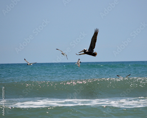 Pelican and seagulls