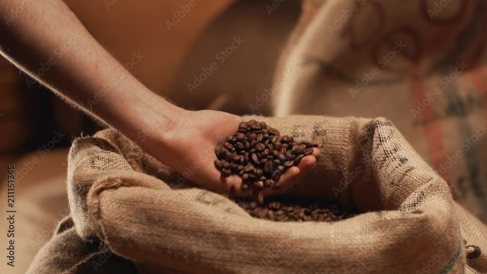 Closeup view in slow motion of man grabbing roasted robusta or arabica coffee beans from sack, and controlling quality of product