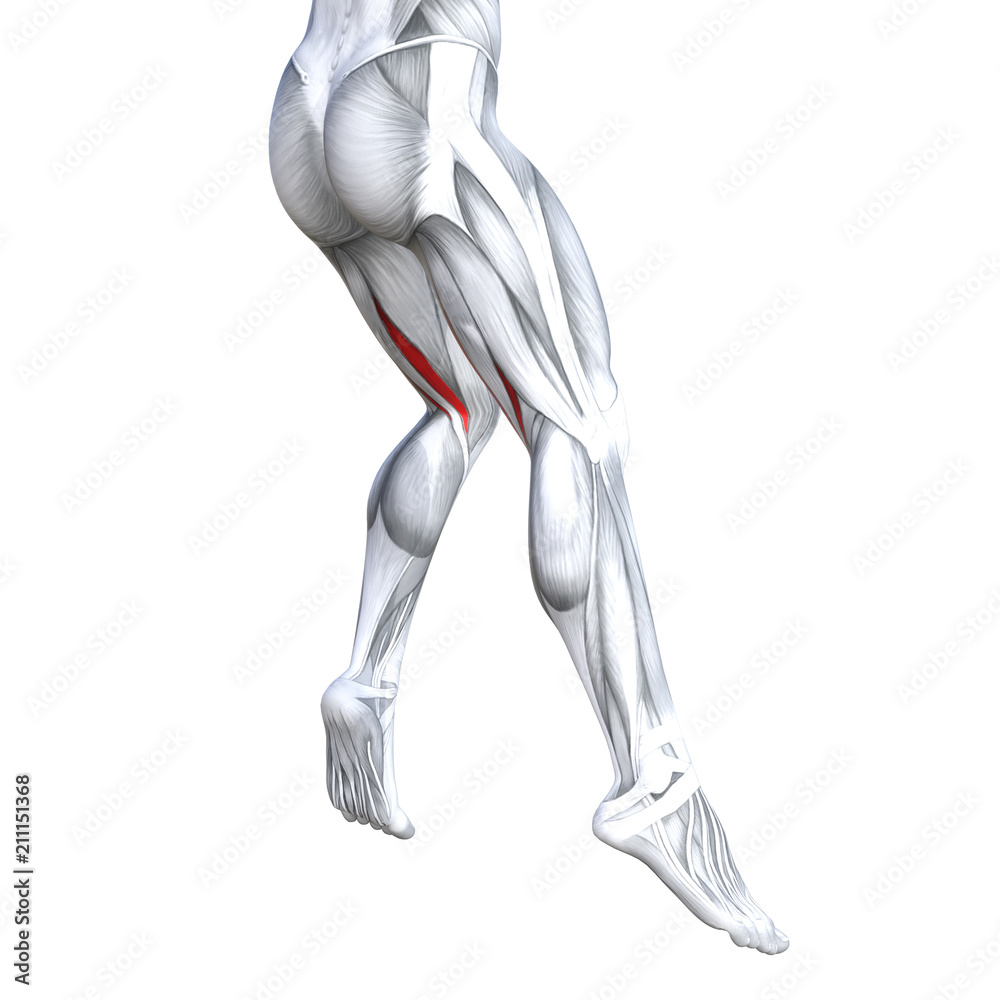 Concept conceptual 3D illustration fit strong back upper leg human anatomy, anatomical muscle isolated white background for body medical health tendon foot and biological gym fitness muscular system