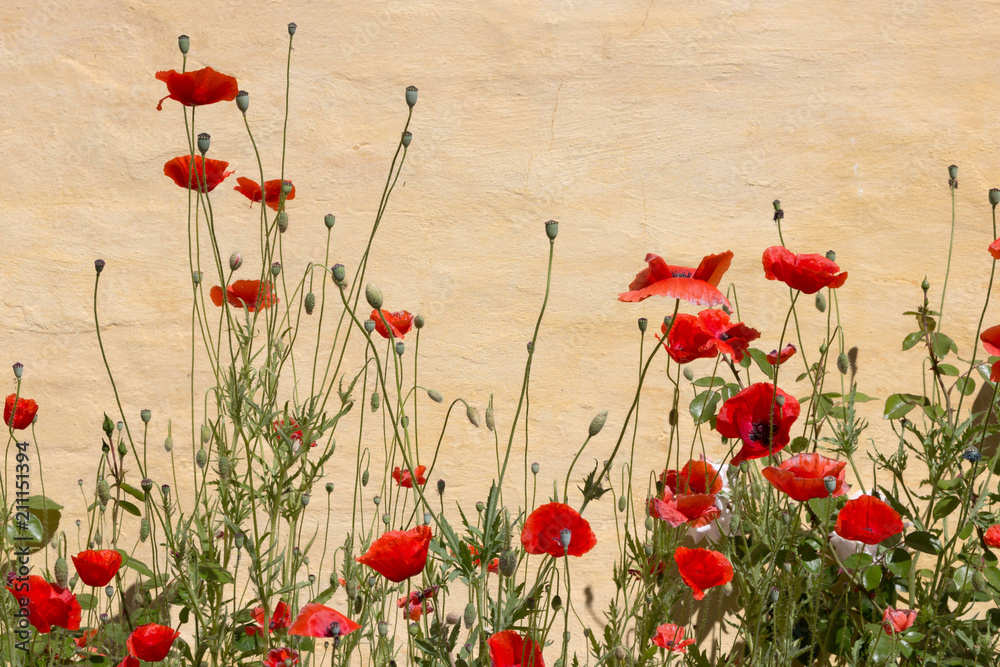 Obraz premium Roter Mohn vor einer gelben Wand