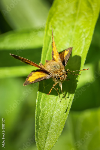 Hobomok skipper butterfly resting on a green leaf
