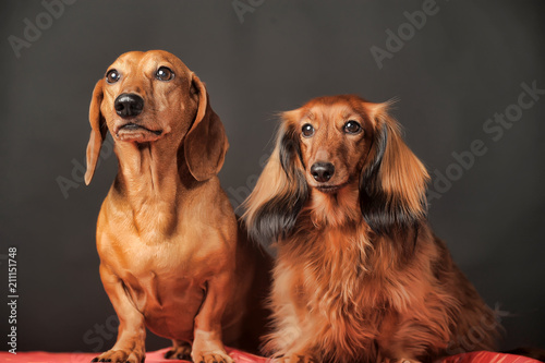 two dachshunds, short-haired and long-haired together in the studio photo
