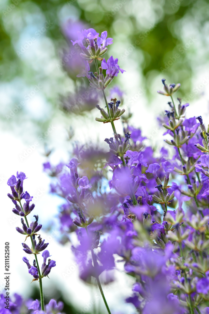 Fototapeta premium Lavendel IV