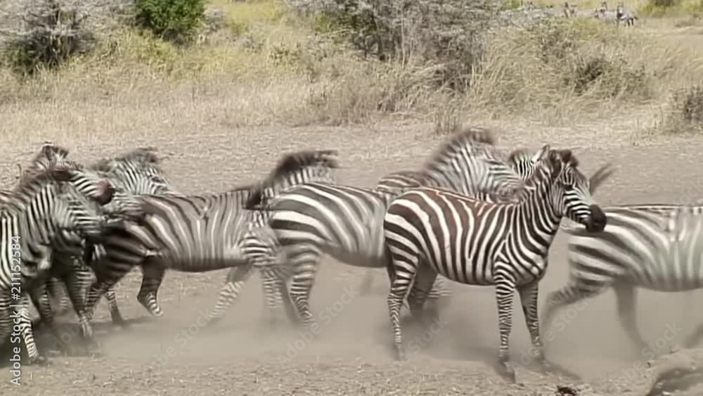 Herd of Zebra running out of water: Wide Angle