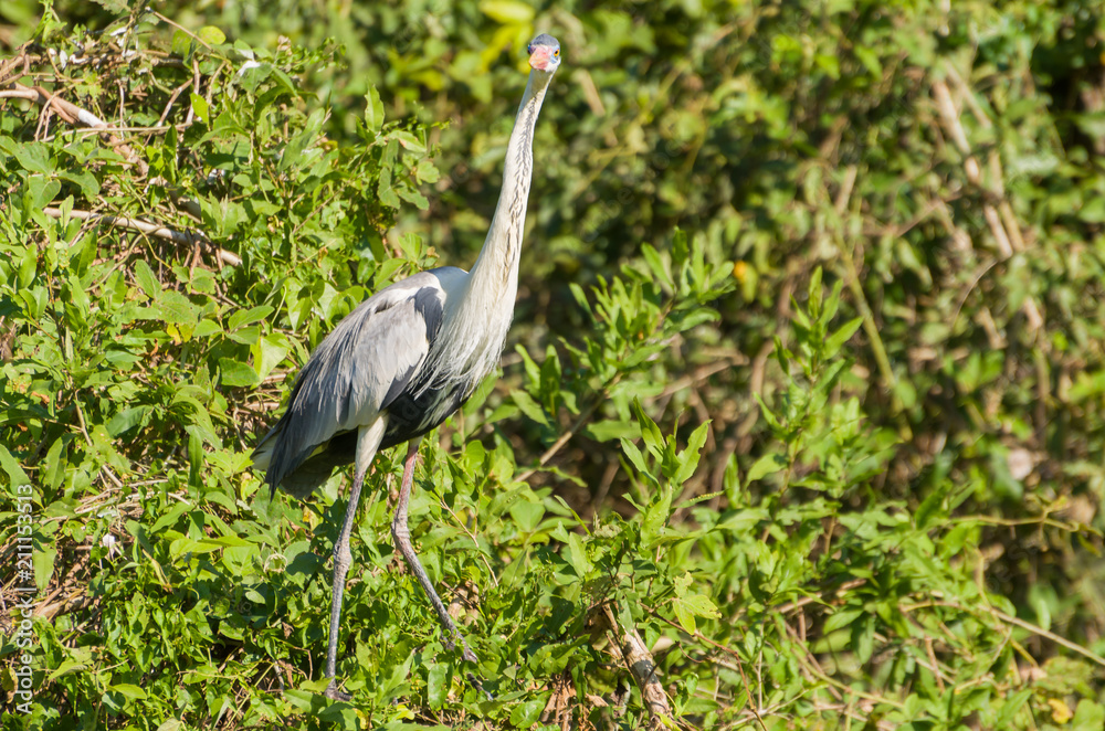 Fototapeta premium Beautiful white heron in the Brazilian Pantanal