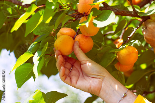 Harvesting apricots from tree. 
