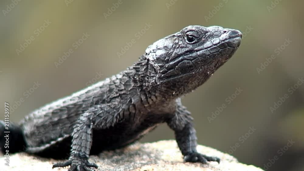 Black Lizard Sun Bathing in South Africa Black Lizard Sun Bathing in South Africa