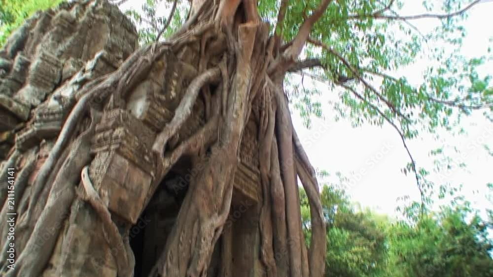 Panning Up & Down a Tree at Ta Prohm Panning Up & Down a Tree at Ta Prohm
