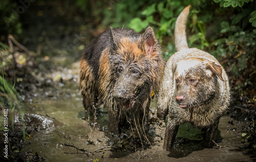 German Shepherd in Mud
