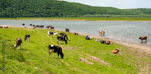 Lifestyle concept beautiful river valley landscape on background Panoramic photo of flock of cows on the river in the sunny day.