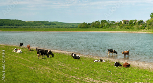 Lifestyle concept beautiful river valley landscape on background Panoramic photo of flock of cows on the river in the sunny day.