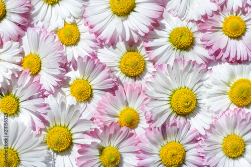 Bright background of white and pink field chamomiles