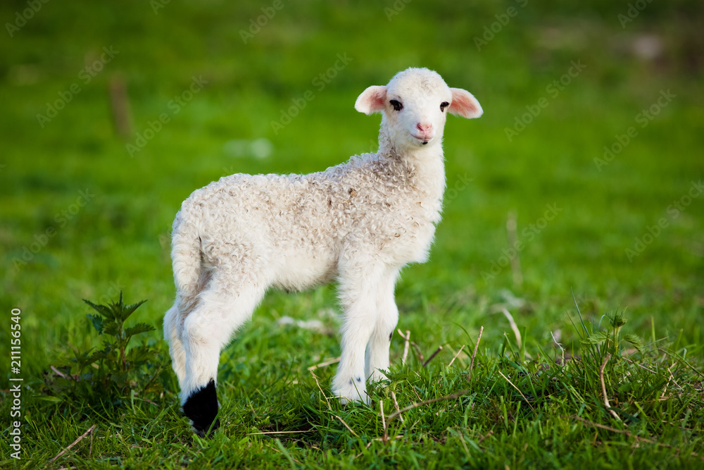 Obraz premium portrait of cute little lamb grazing in green spring meadow