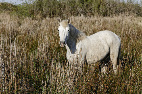 Cheval camarguais