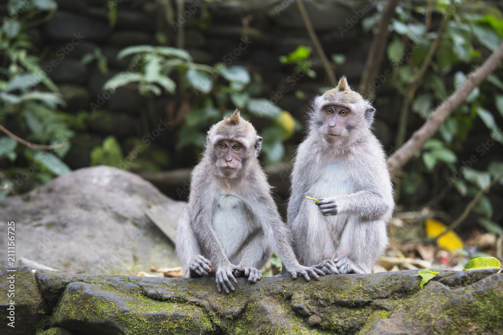 Long tailed macaque monkeys in sacred monkey forest in Ubud,Bali,Indonesia