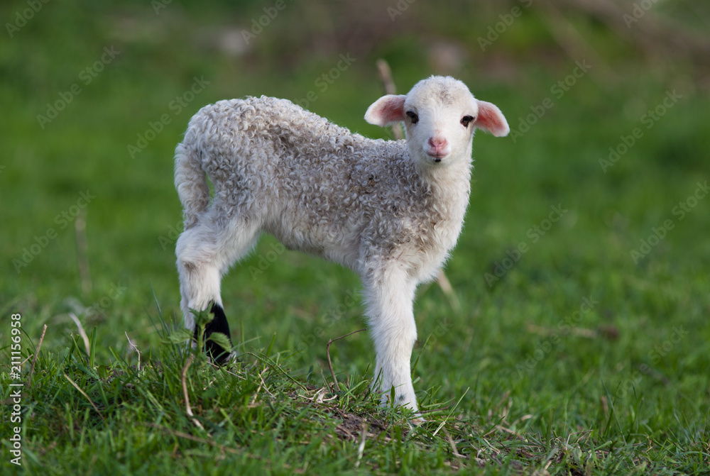 portrait of cute little lamb grazing in green spring meadow portrait of cute little lamb grazing in green spring meadow