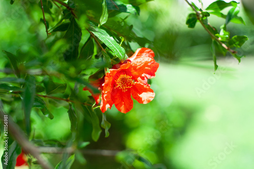 Red flower on a pomegranate tree