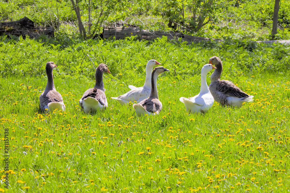 Fototapeta premium Guinea gooses outdoors.