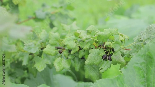 Branch bush yoshta ripe berries harvest Hybrid gooseberries black currants photo