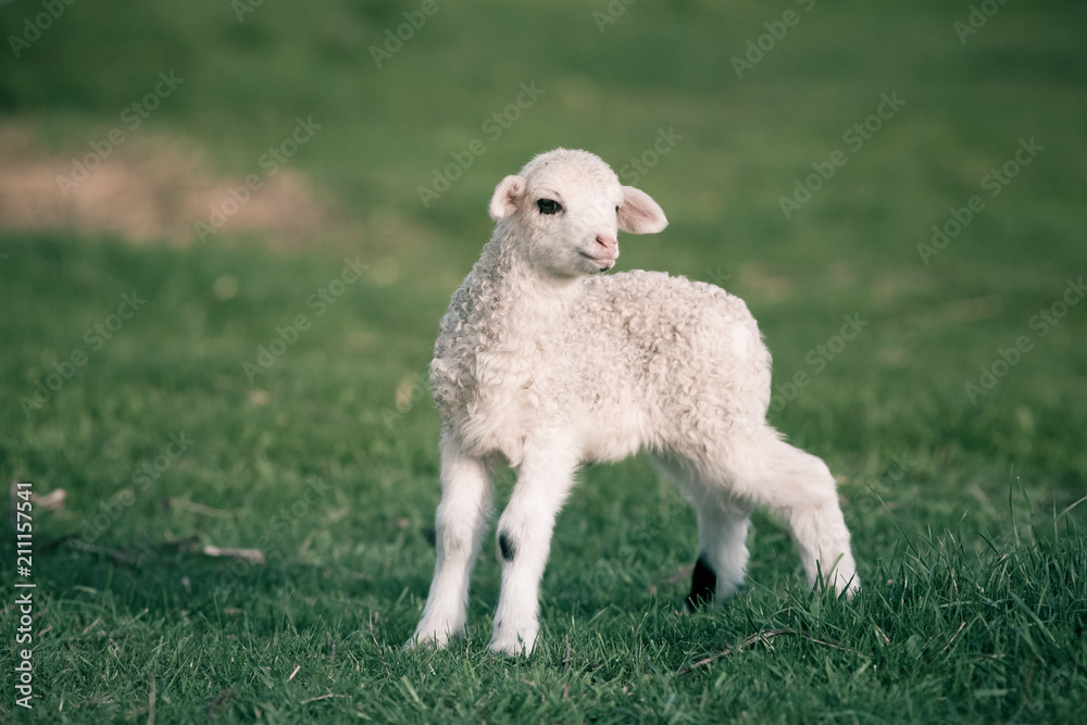 portrait of cute little lamb grazing in green spring meadow portrait of cute little lamb grazing in green spring meadow