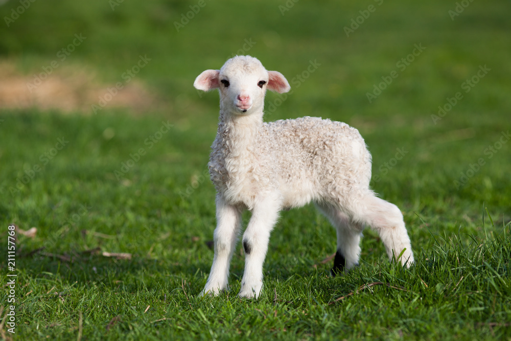 portrait of cute little lamb grazing in green spring meadow portrait of cute little lamb grazing in green spring meadow
