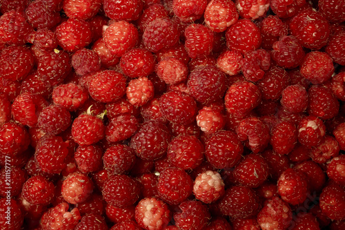 Red raspberry fruit background